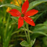 Silene regia - 