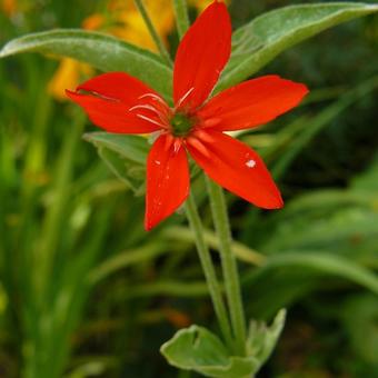 Silene regia