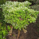 Abies koreana 'Silberperl' - 