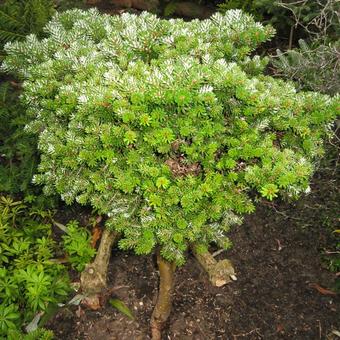 Abies koreana 'Silberperl'