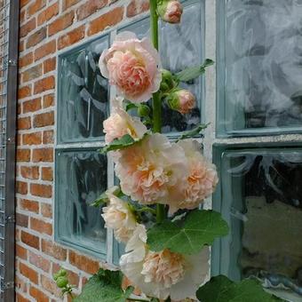 Alcea rosea 'Peaches 'n Dreams'