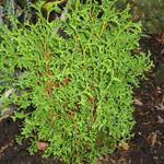 Thuja occidentalis 'Tiny Tim' - 