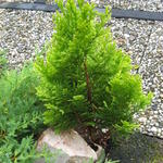 Chamaecyparis lawsoniana 'Minima Aurea' - 