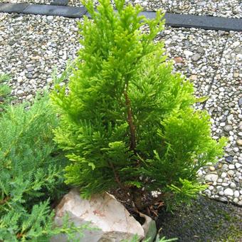 Chamaecyparis lawsoniana 'Minima Aurea'