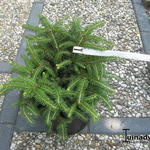 Picea abies 'Repens' - 