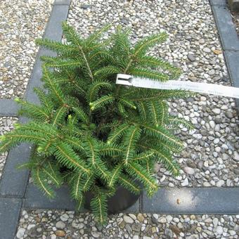 Picea abies 'Repens'