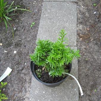 Taxus baccata 'Green Diamond'