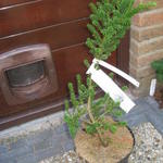 Taxus baccata 'Amersfoort' - 