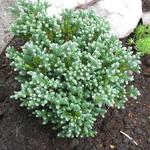 Chamaecyparis thyoides 'Blue Rock' - 