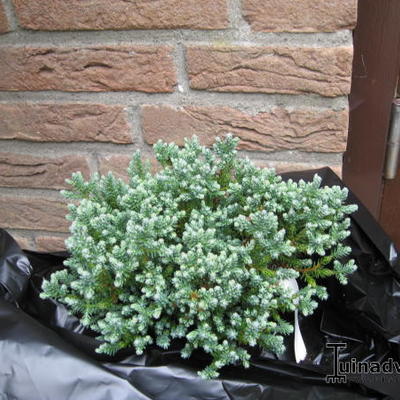 Chamaecyparis thyoides 'Blue Rock' - 