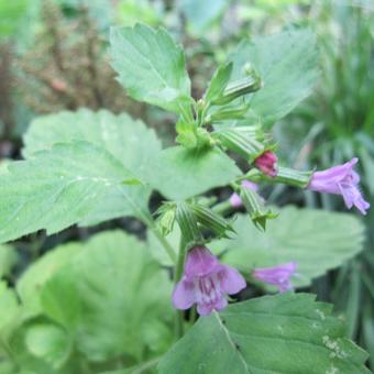 Calamintha grandiflora