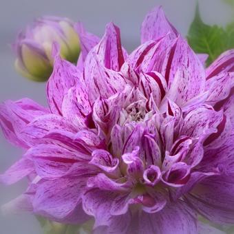 Dahlia 'Bristol Panaché'