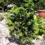 Chamaecyparis obtusa 'Graciosa' - 