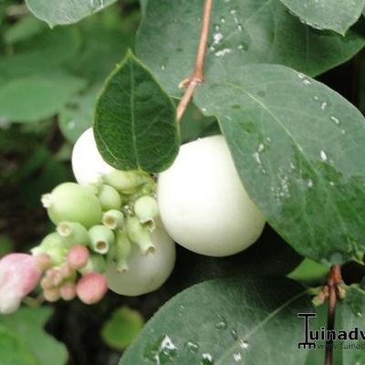 Symphoricarpos albus - Symphorine