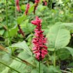 Persicaria amplexicaulis - Kerzen-Wiesenknöterich