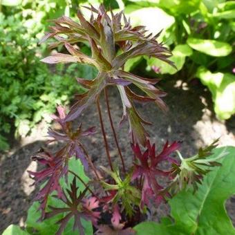 Geranium 'Femme Fatale'