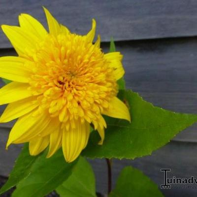 Helianthus 'Happy Days' - 