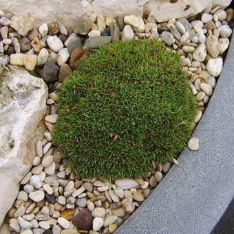 Dianthus arpadianus