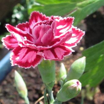 Dianthus 'Starburst'