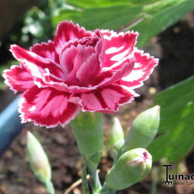 Dianthus 'Starburst' - 