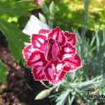 Dianthus 'Starburst' - 