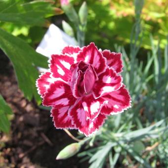 Dianthus 'Starburst'