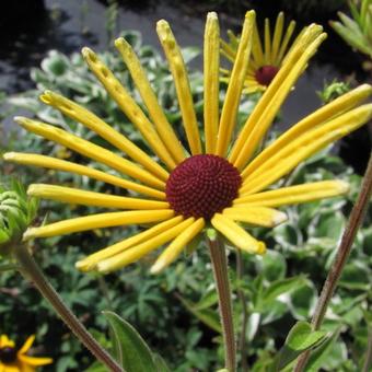 Rudbeckia subtomentosa 'Henry Eilers'