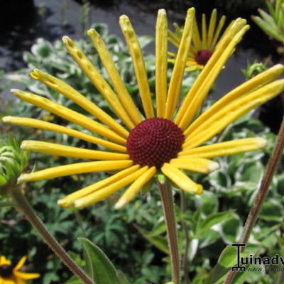 Rudbeckia subtomentosa 'Henry Eilers'