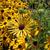 Rudbeckia subtomentosa 'Henry Eilers'