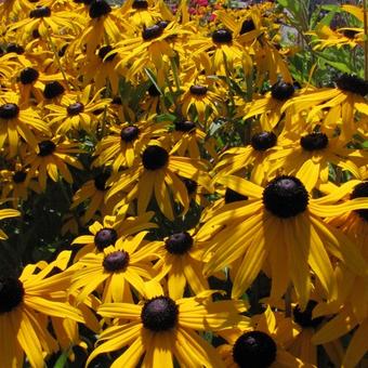 Rudbeckia fulgida var. sullivantii 'Goldsturm'