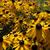 Rudbeckia fulgida var. sullivantii 'Goldsturm'