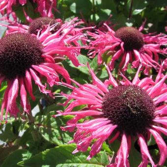 Monarda didyma 'Pink Lace'