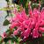 Monarda didyma 'Pink Lace'