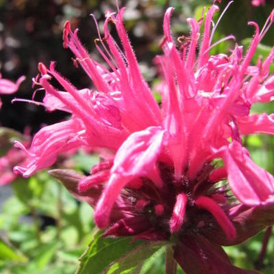 Monarda didyma 'Pink Lace' - Monarda didyma 'Pink Lace'