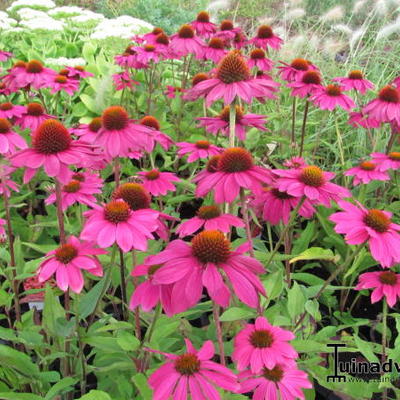 Echinacea purpurea 'POW WOW Wild Berry' - Echinacea purpurea 'POW WOW Wild Berry'