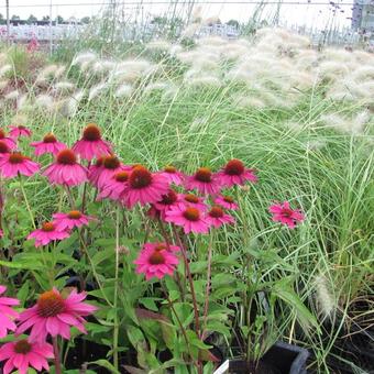 Echinacea purpurea 'POW WOW Wild Berry'