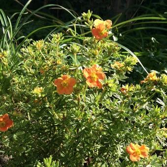 Potentilla fruticosa 'Red Ace'