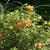 Potentilla fruticosa 'Red Ace'