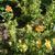 Potentilla fruticosa 'Red Ace'