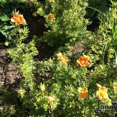 Potentilla fruticosa 'Red Ace' - Potentilla fruticosa 'Red Ace'