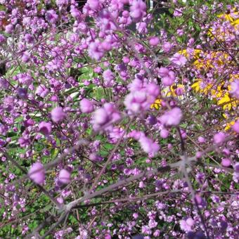 Thalictrum 'Elin'