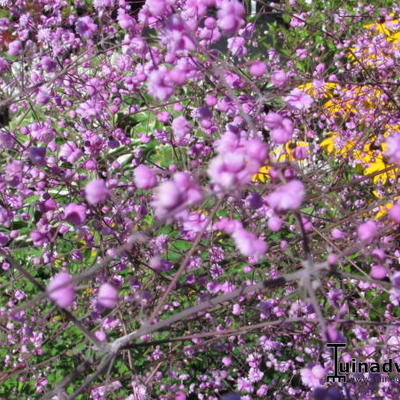 Thalictrum 'Elin' - Thalictrum 'Elin'