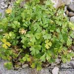 Ranunculus alpestris - Renoncule alpestre