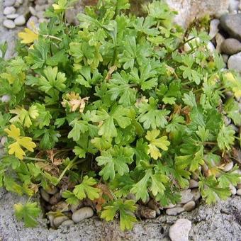 Ranunculus alpestris