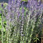 Perovskia atriplicifolia' 'Little Spire' - 