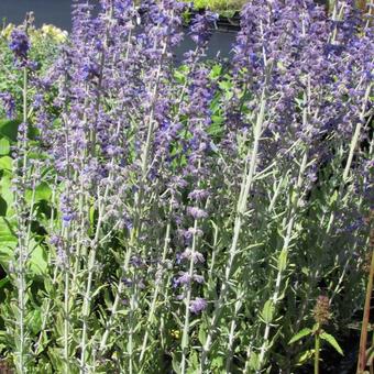 Perovskia atriplicifolia' 'Little Spire'