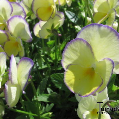 Viola cornuta 'Etain' - Viola cornuta 'Etain'