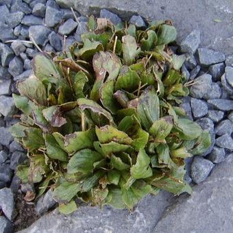 Calceolaria biflora