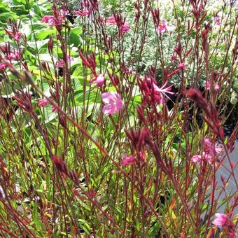 Gaura lindheimeri 'Siskiyou Pink'