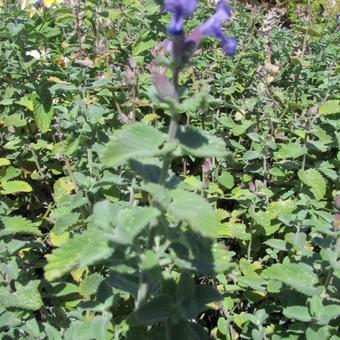 Nepeta 'Early Bird'